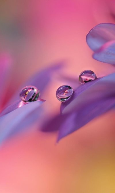 Цветы Макросъемка