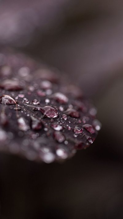 Макросъемка