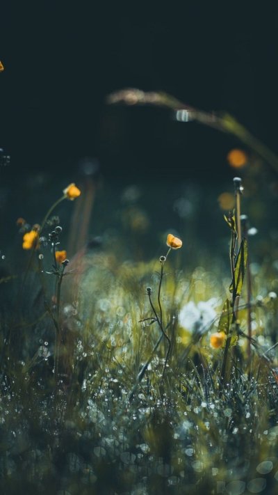 Макросъемка растений