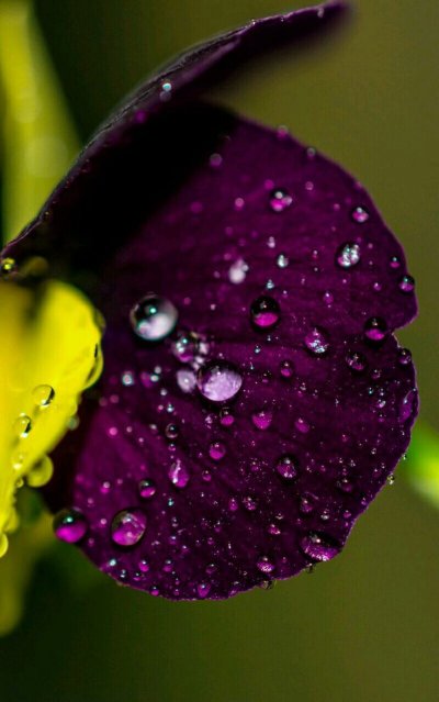 Цветы Макросъемка