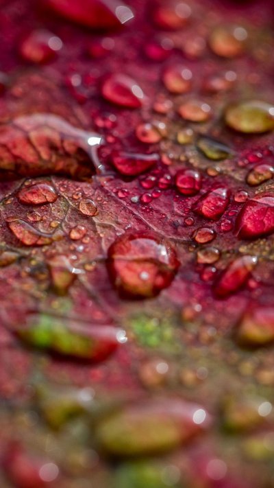 Макросъемка природа