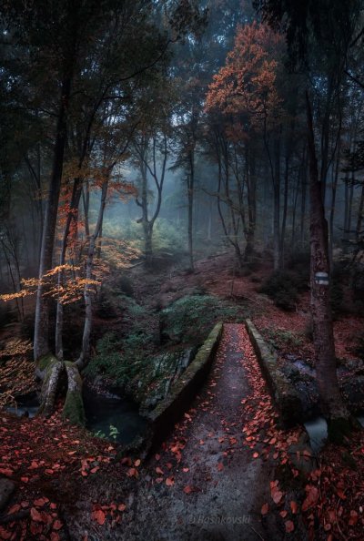 Красивый лес