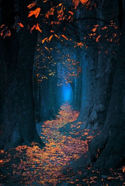 «Ночь в лесу»