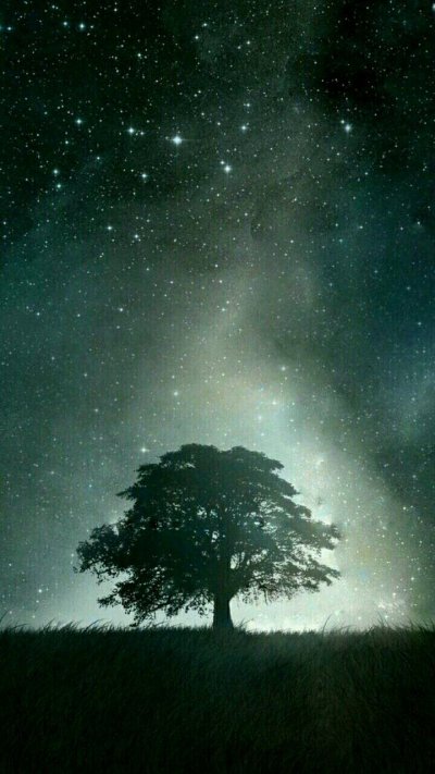 Деревья на фоне ночного неба