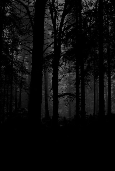 Фон мрачный лес