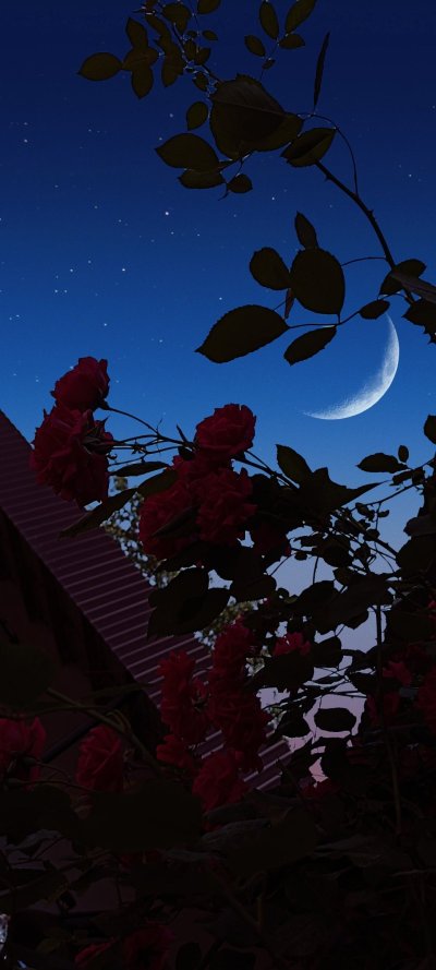 Лунный месяц прямой эфир полумесяц