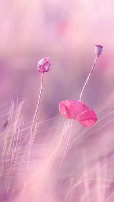 Нежный цветок