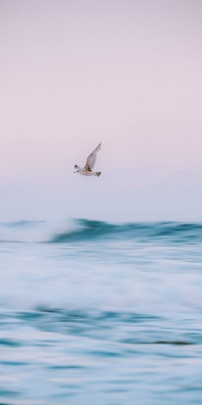 Птицы над морем