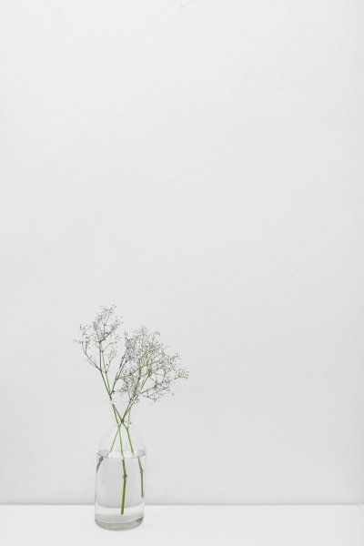 Цветы Минимализм