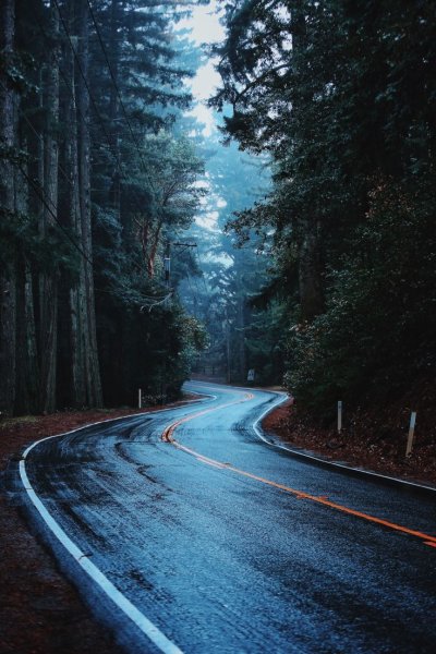 Дорога в лесу