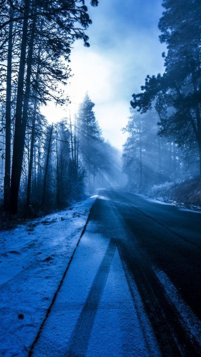 Зима дорога лес