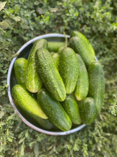 Овощи Эстетика