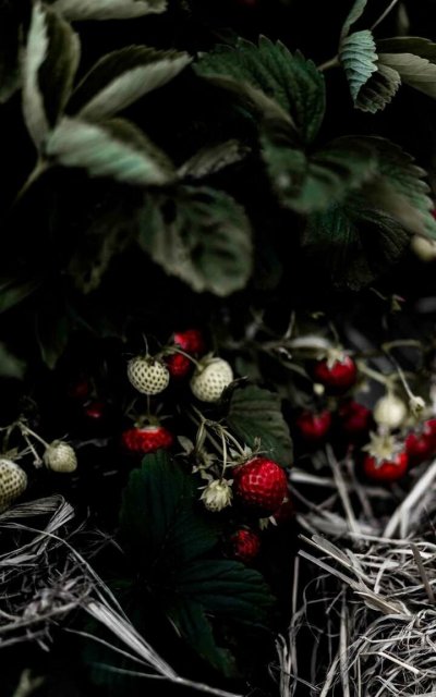 Земляника Лесная