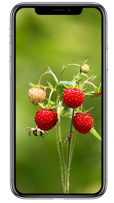 Земляника карточка