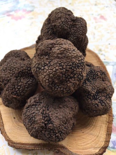 Земляной гриб трюфель Приморье