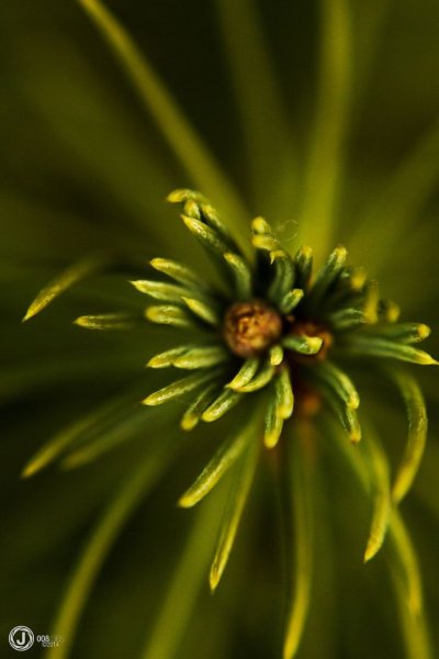 Оливковый цвет в природе