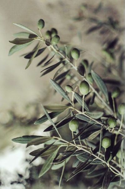 Природа цвет оливы