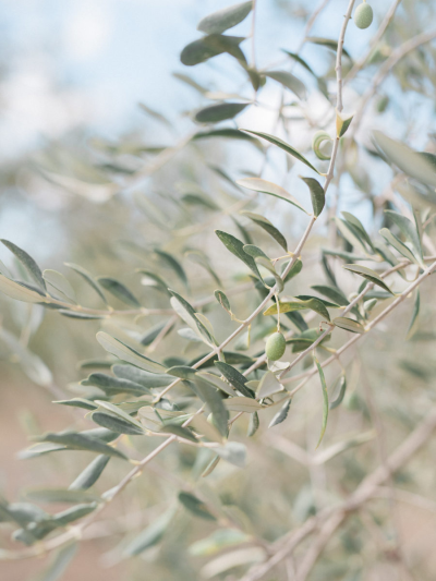 Олива златолистная