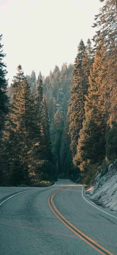 Дорога в лесу