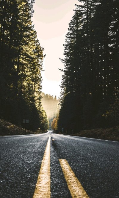 Дорога в лесу