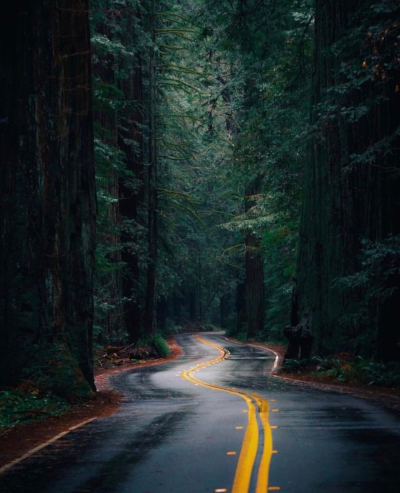 Дорога в лесу