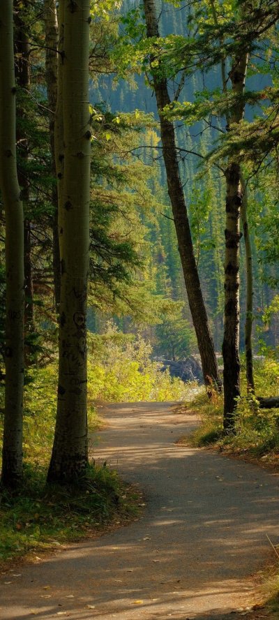 Лесная дорога