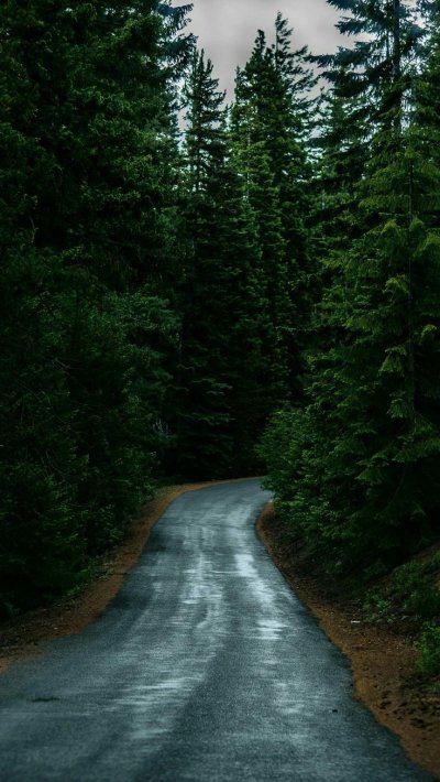 Лесная дорога