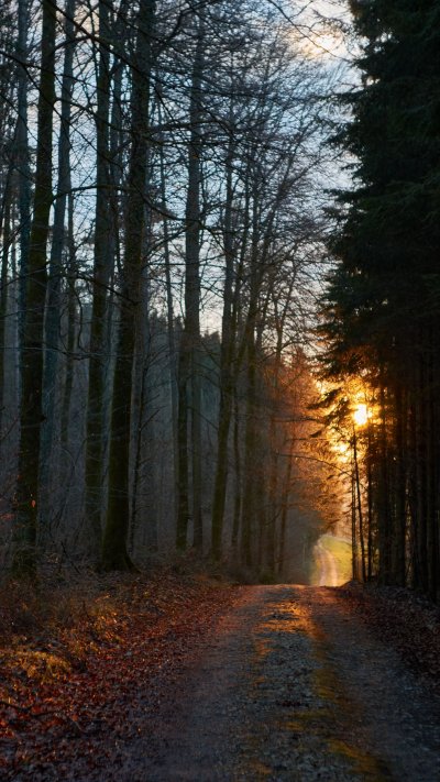 Закат в лесу