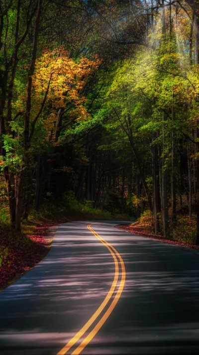 Дорога в лесу