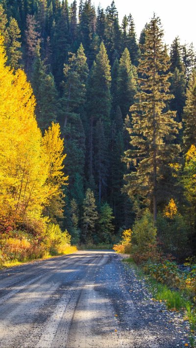 Дорога в лесу