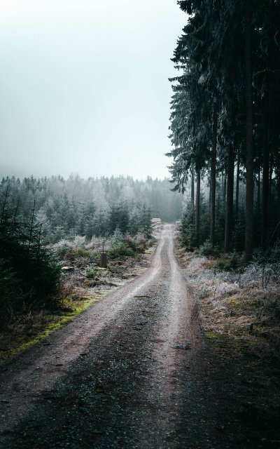 Дорога в лесу