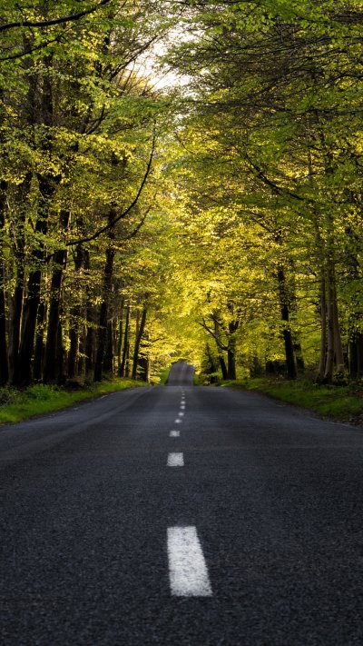 Дорога в лесу