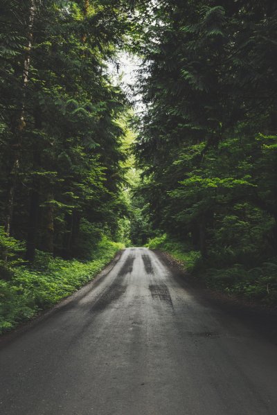 Дорога в лесу