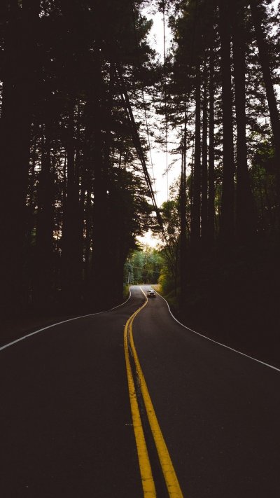 Дорога в лесу