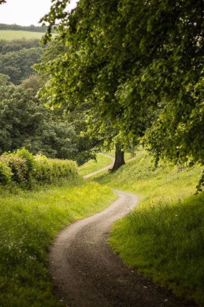 Лесная дорога
