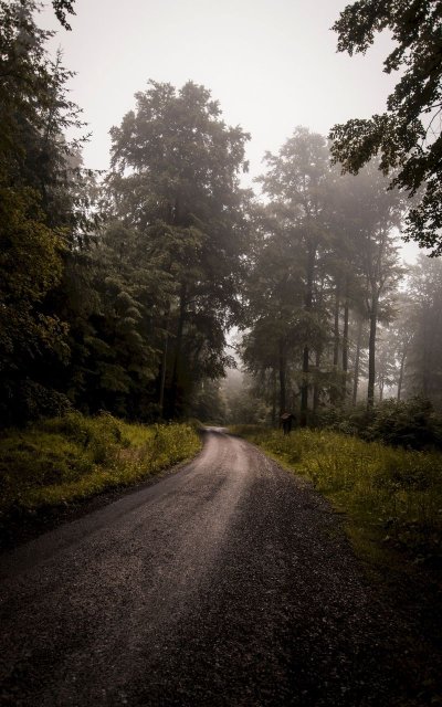 Лесная дорога