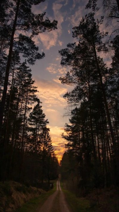Закат в лесу