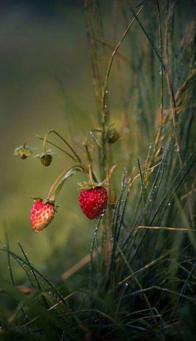 Лесные ягоды