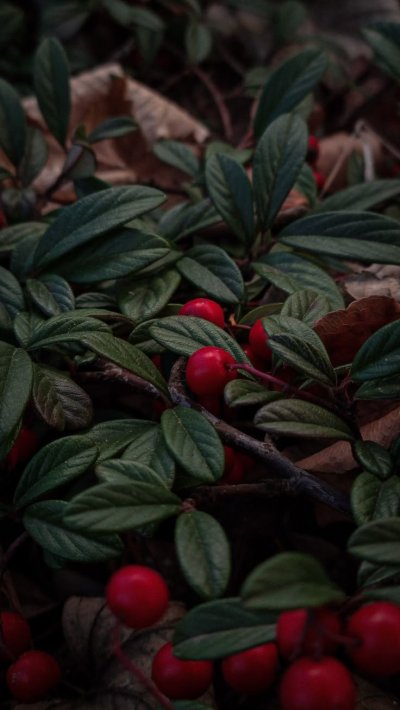 Красные ягоды Эстетика