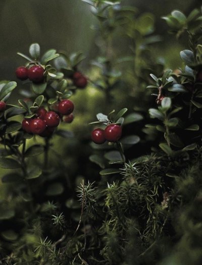 Брусника кустарничек