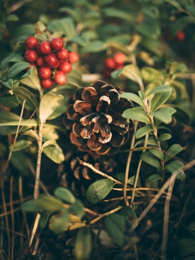 Ягоды в лесу