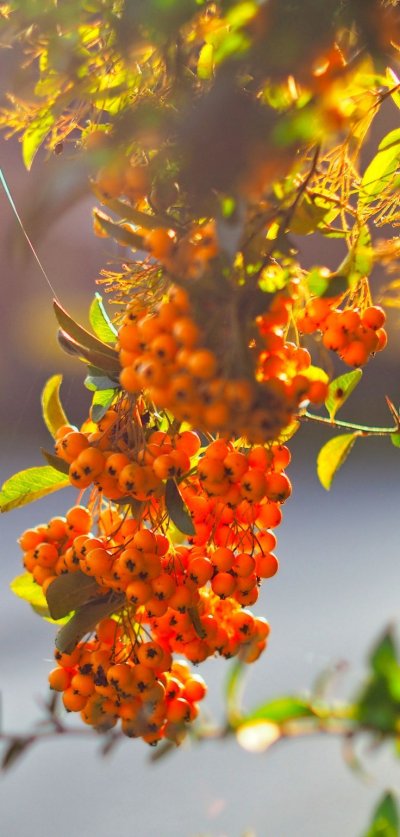 Облепиха крушиновидная Friesdorfer Orange