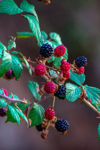 Малина и ежевика