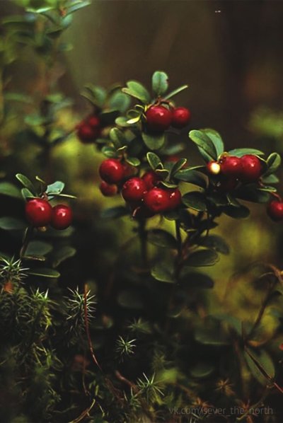 Брусника в тайге