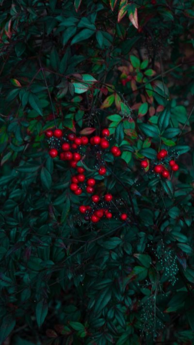 Бордовые ягоды