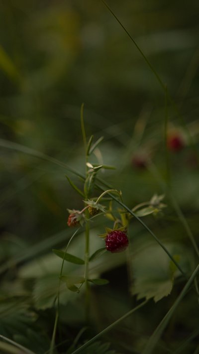 Природа ягоды