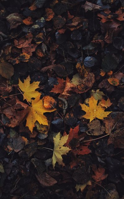 Осень листья