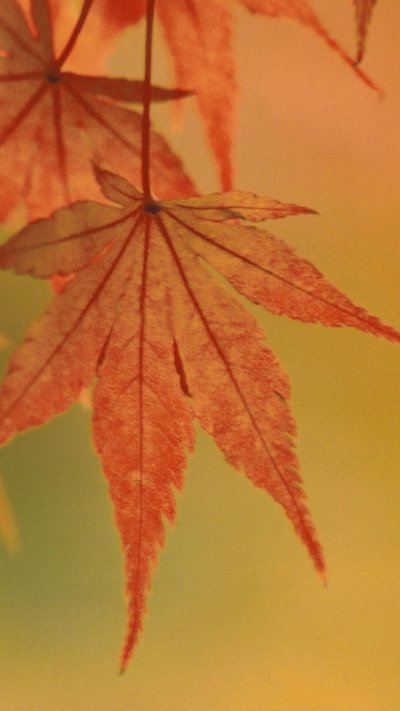 Обои на телефон листья