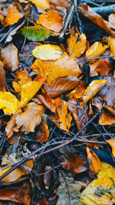 Листья на земле