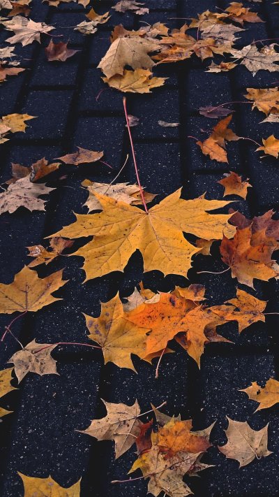 Осень листья